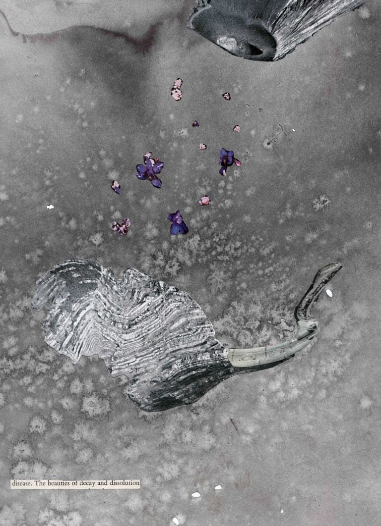 Disease. The beauties of decay and dissolution