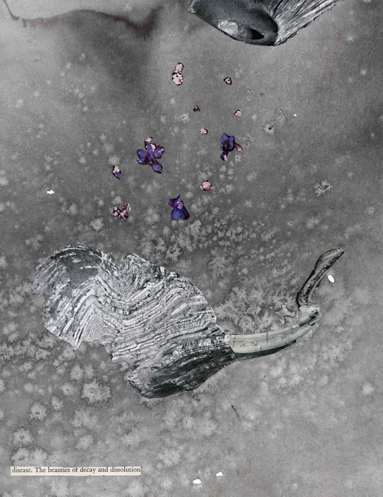 alephcontemporary-andrew-hewish-disease.-the-beauties-of-decay-and-dissolution.jpg
